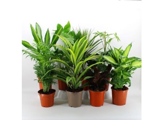 Green plants don.17 cm