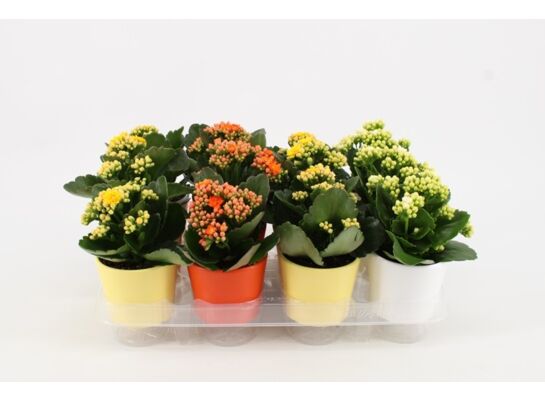 Kalanchoe Double
