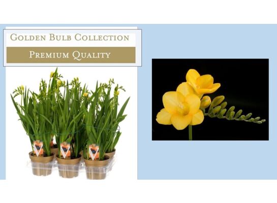 Frezja mix w doniczce