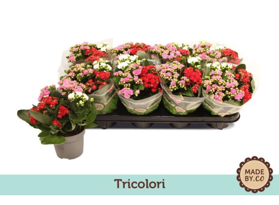 Kalanchoe Trio mix wys. 25 cm don. 12 cm