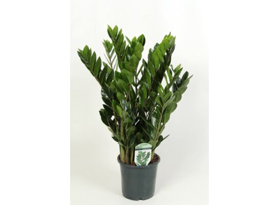 Zamioculcas Zamifolia
