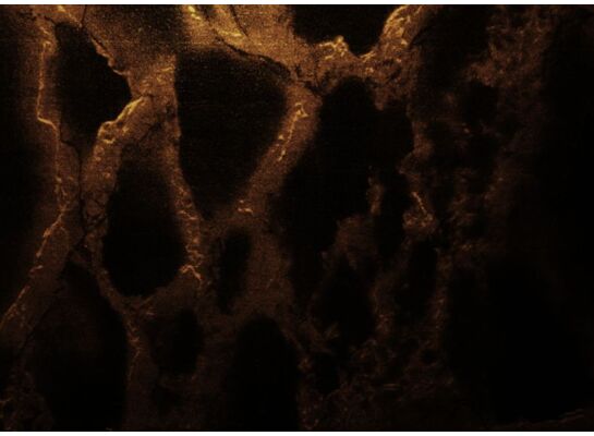 Okleina samoprzylepna natura 67,5 cm czarno-złota Vesper