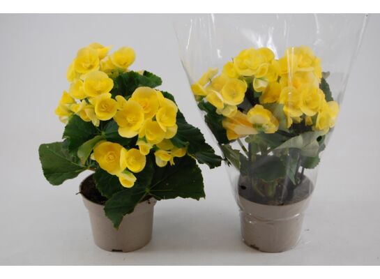 Begonia mix don.13 cm
