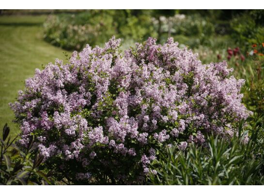 Lilak Meyera Palibin