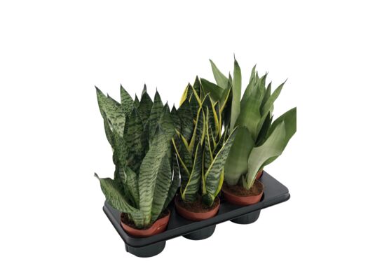 Sanseveria mix 3 soorten don.14 cm