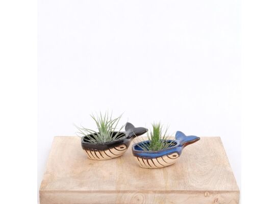 Tillandsia w osłonce ceramicznej Moby Dick