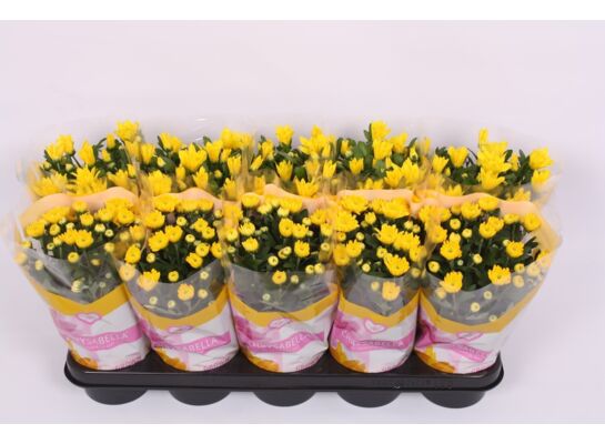 Chryzantema 'Belgium Mum'