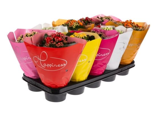 Kalanchoe 'Happiness' mix kolorów 12 cm