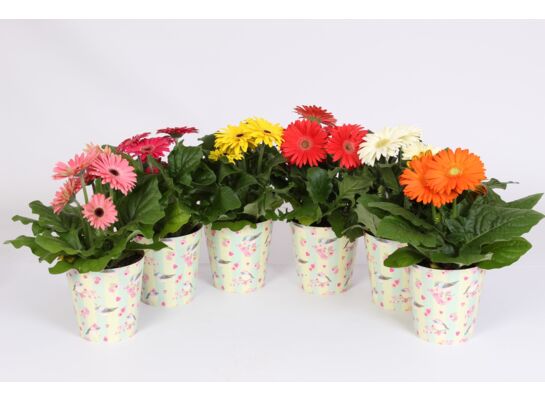 Gerbera Mix 2+kwiaty w osłonce