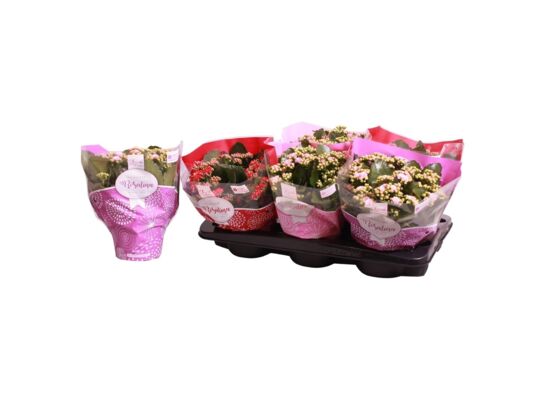 Kalanchoe Rosalina don 15 cm