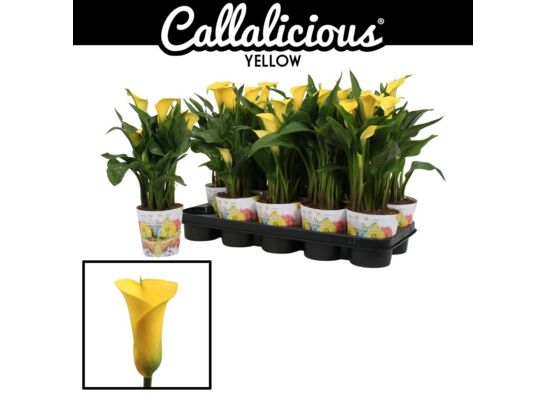 Zantedeschia w osłonce wielkanocnej