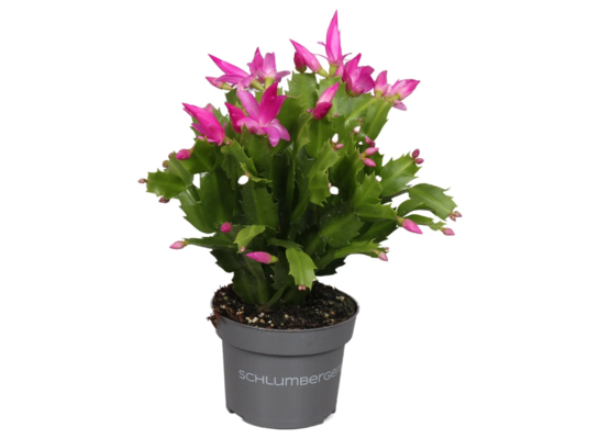 Schlumbergera mix 3 color 18+