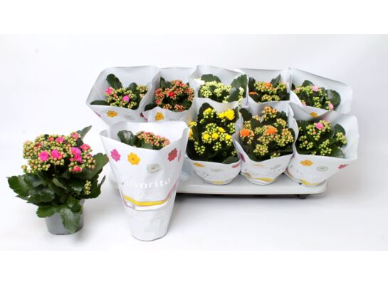 Kalanchoe Double Deluxe Mix