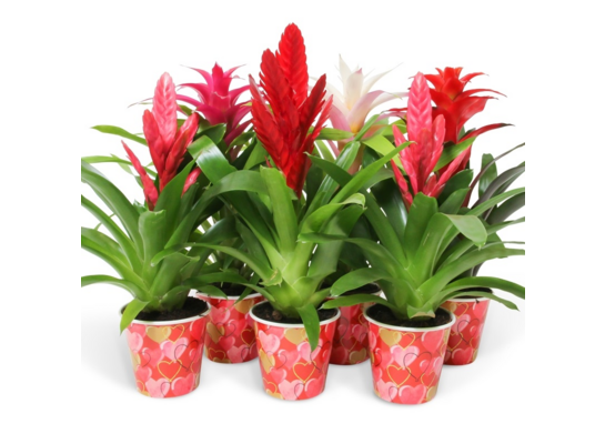 Bromelia don.12 cm