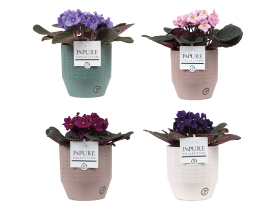 Sępolia w ceramicznej osłonce