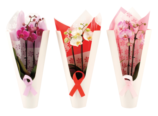 Storczyk 2-pędowy w opakowaniu prezentowym