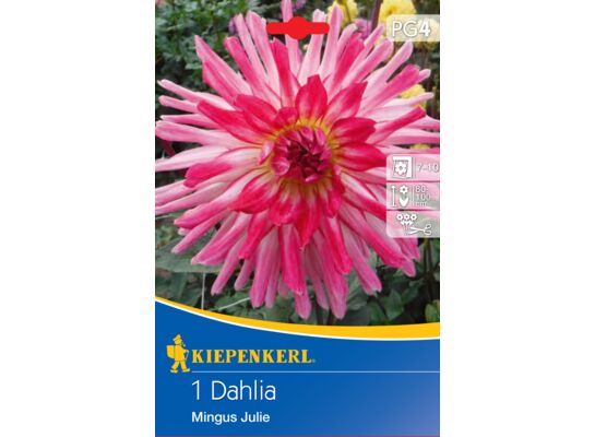 Dalia kaktusowa Mingus Julie