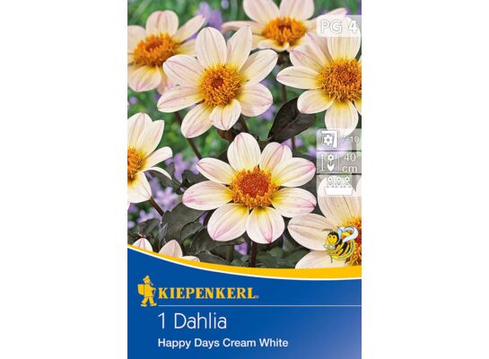 Dalia ciemnolistna Happy Days Creamwhite