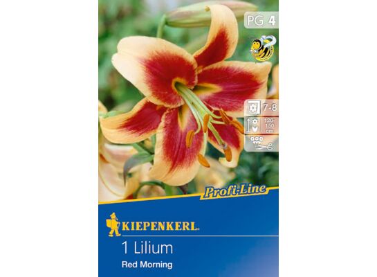 Lilia drzewiasta Red Morning