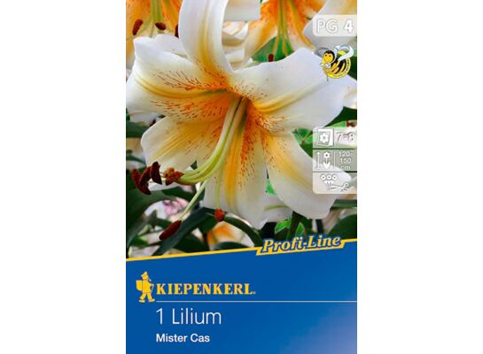 Lilia drzewiasta Mister Cas