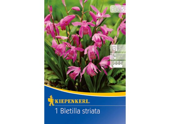 Bletilla pasiasta
