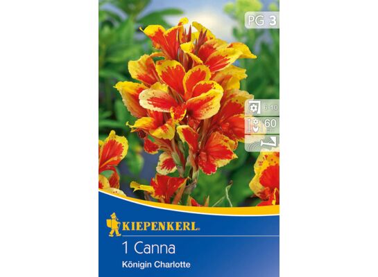 Paciorecznik Königin Charlotte