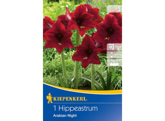 Zwartnica Arabian Night