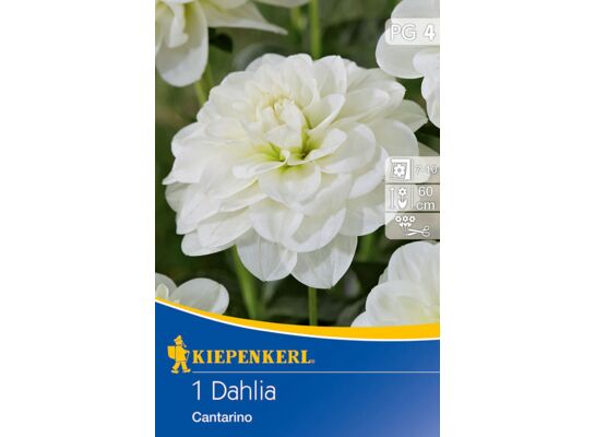 Dalia ciemnolistna Cantarino