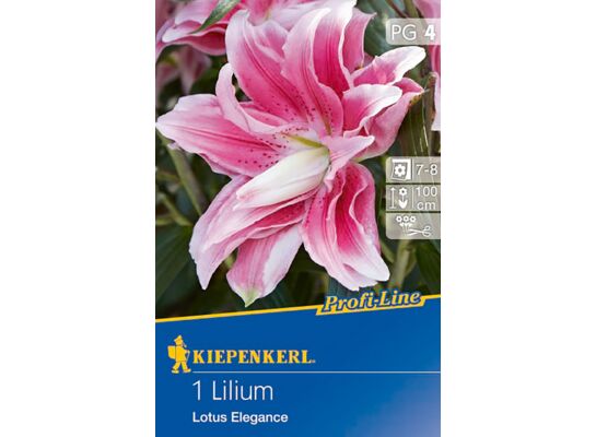 Lilia pełna Lotus Elegance