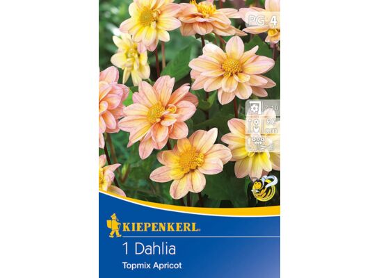 Dalia baby Topmix Apricot