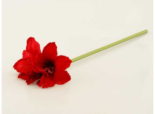 Amarylis pojedynczy 64 cm czerwony