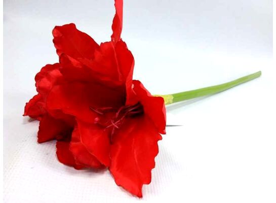 Amarylis pojedynczy 67 cm