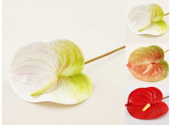 Anturium pojedyncze 62 cm