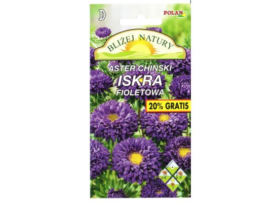 Aster Iskra fioletowy