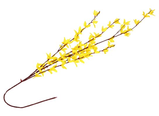 Forsycja 4 gałązki