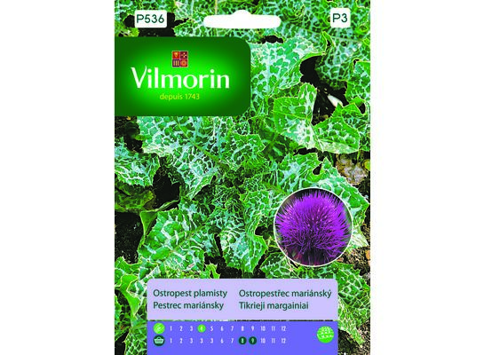 Ostropest plamisty 2 g Vilmorin Garden