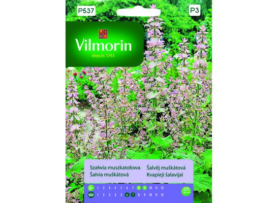 Szałwia muszkatołowa 1 g Vilmorin Garden