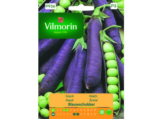 Groch o strąkach fioletowych Blauwschokker 20 g Vilmorin Garden