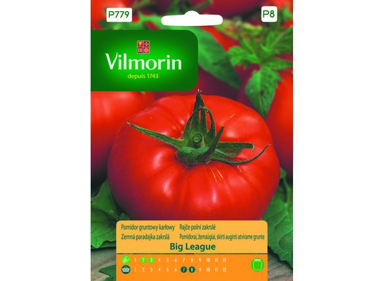 Pomidor gruntowy i pod osłony karłowy Big League 15 Vilmorin Garden