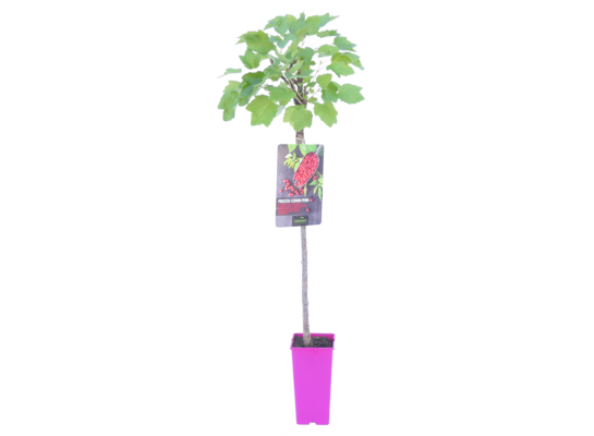 Agrest czerwony na pniu wys. 100-120 cm 2 l Gartenland