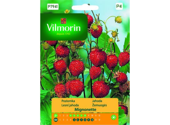 Poziomka Mignonette 0,5 g Vilmorin Garden