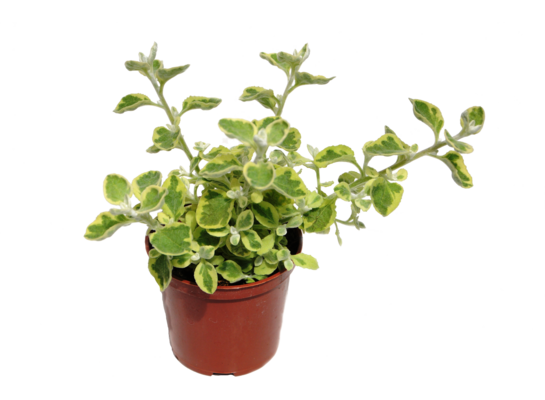 Kocanka wys. 20 cm don. 10 cm