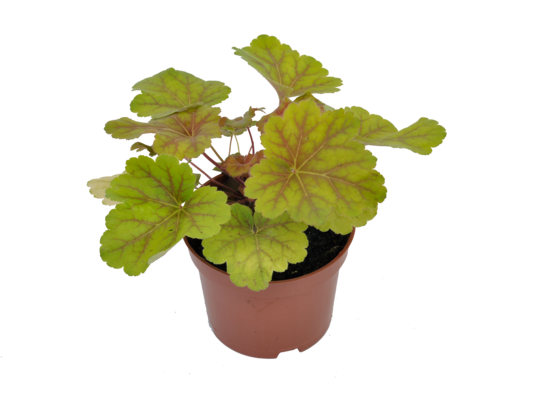 Żurawka wys. 25 cm C1