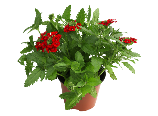 Werbena wys. 25 cm don. 10,5 cm