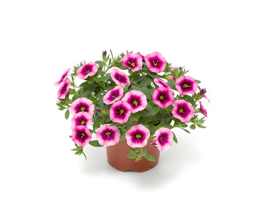 Calibrachoa wys. 25 cm don. 10,5 cm