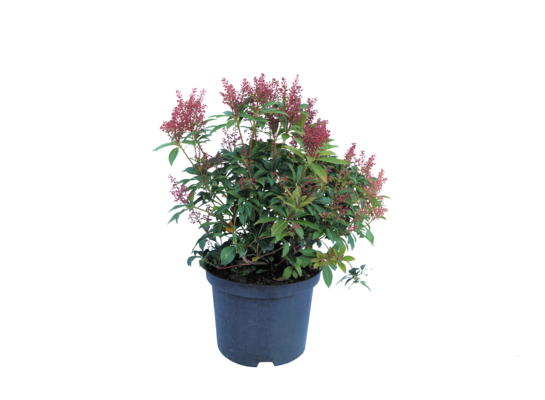 Pieris japoński, wys.35-45 cm, don.2 l