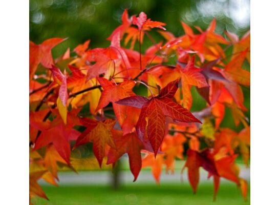 Ambrowiec balsamiczny, wys.80-100 cm, don.2 l