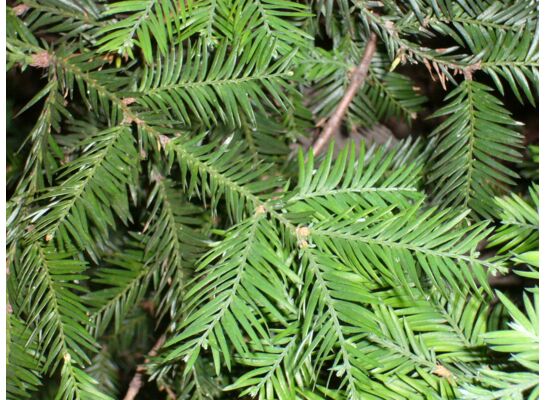 Sekwoja wieczniezielona, wys.80-100 cm, don.2 l