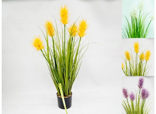 Trawa w doniczce różne kolory