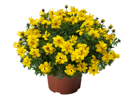 Bidens wys. 25 cm don. 10,5 cm